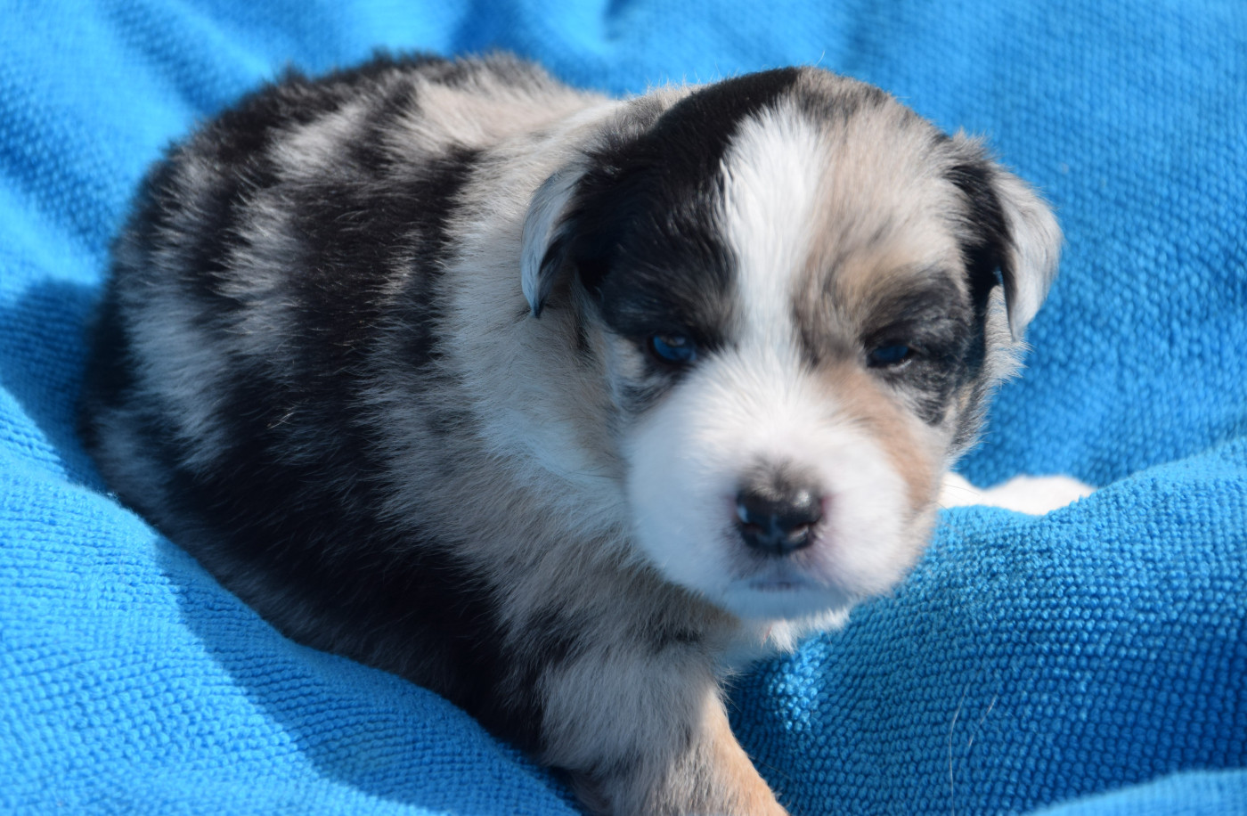 Sophie De Brito - Chiots disponibles - Berger Américain Miniature 