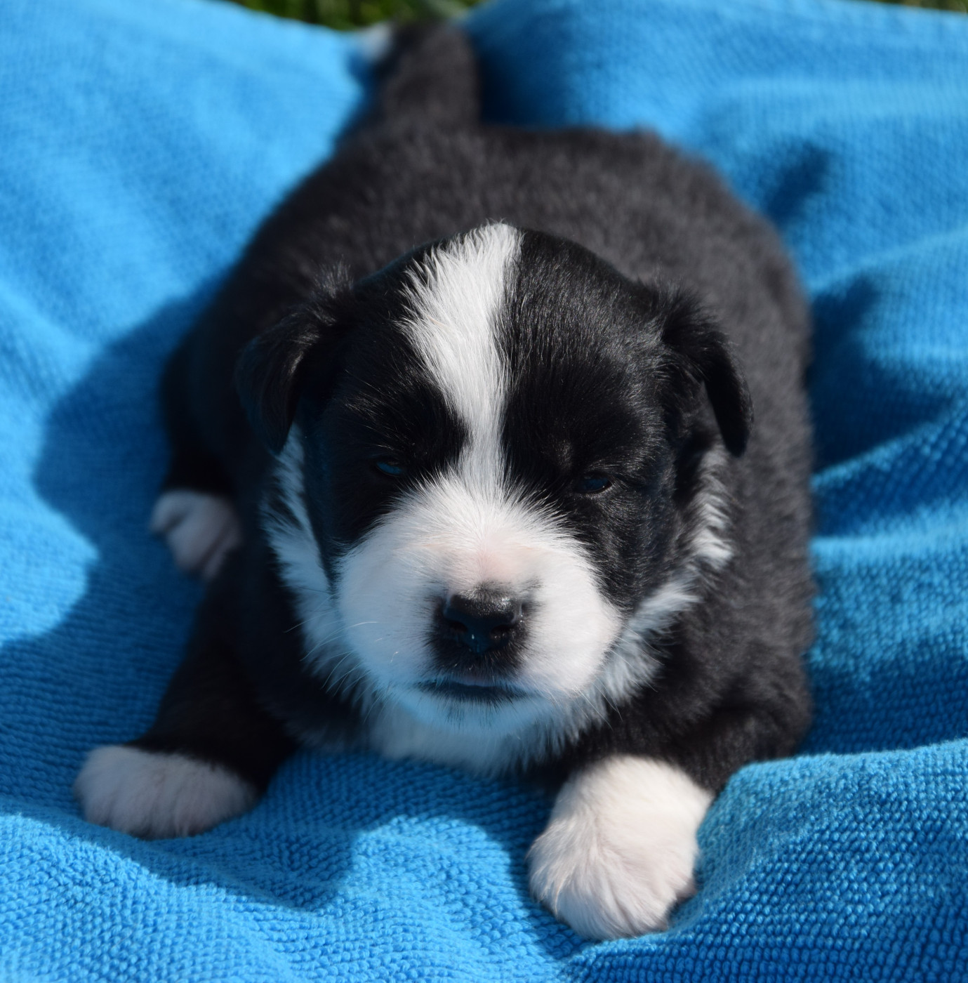 Sophie De Brito - Chiots disponibles - Berger Américain Miniature 