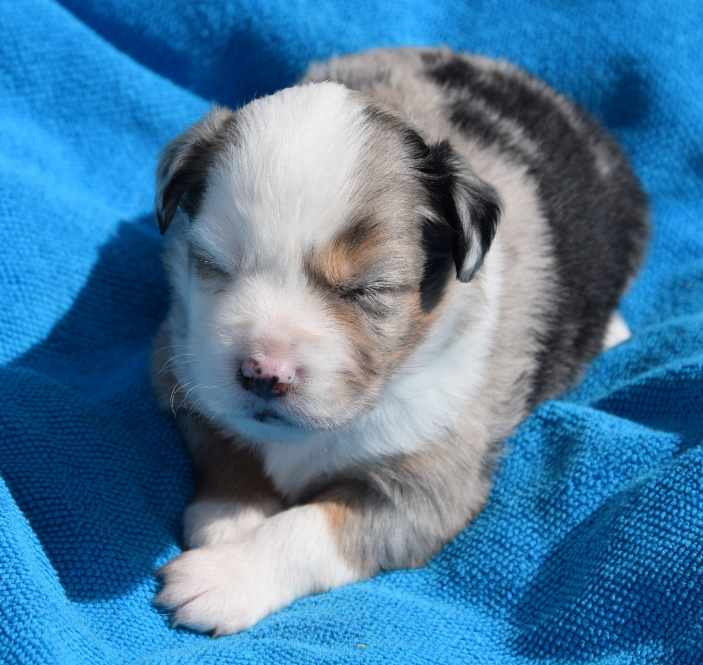 Sophie De Brito - Chiots disponibles - Berger Américain Miniature 