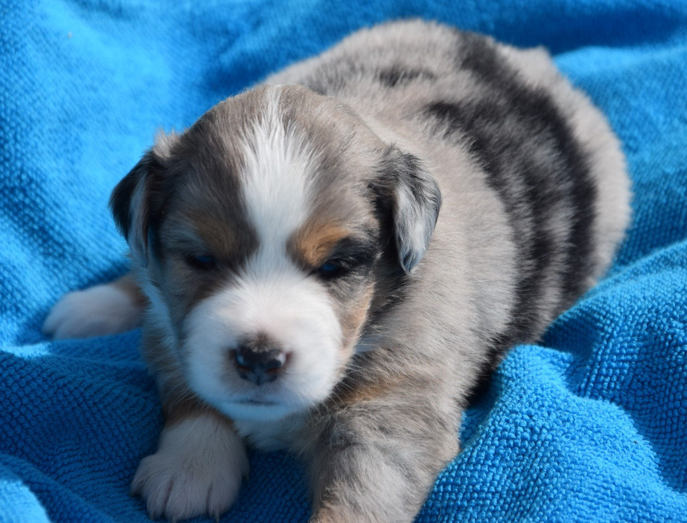 Sophie De Brito - Chiots disponibles - Berger Américain Miniature 