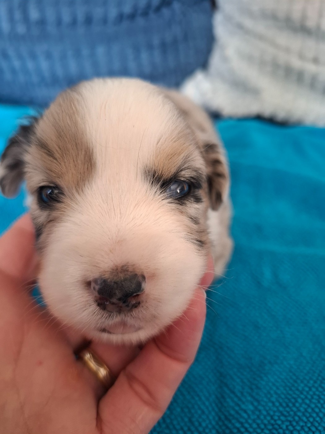 Sophie De Brito - Chiots disponibles - Berger Américain Miniature 