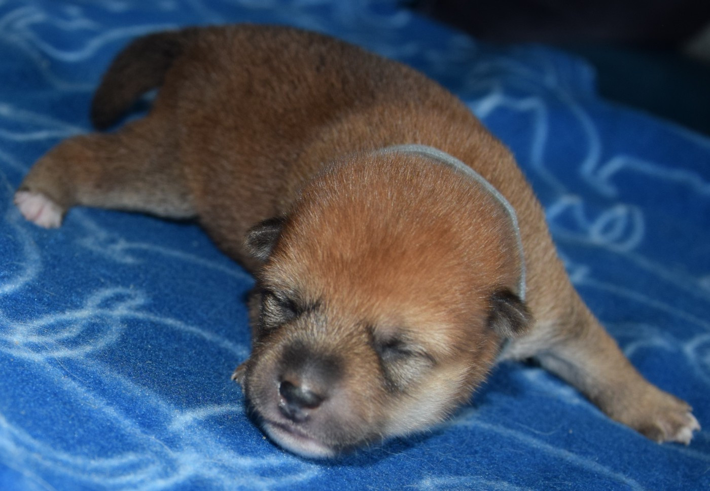Sophie De Brito - Chiots disponibles - Shiba