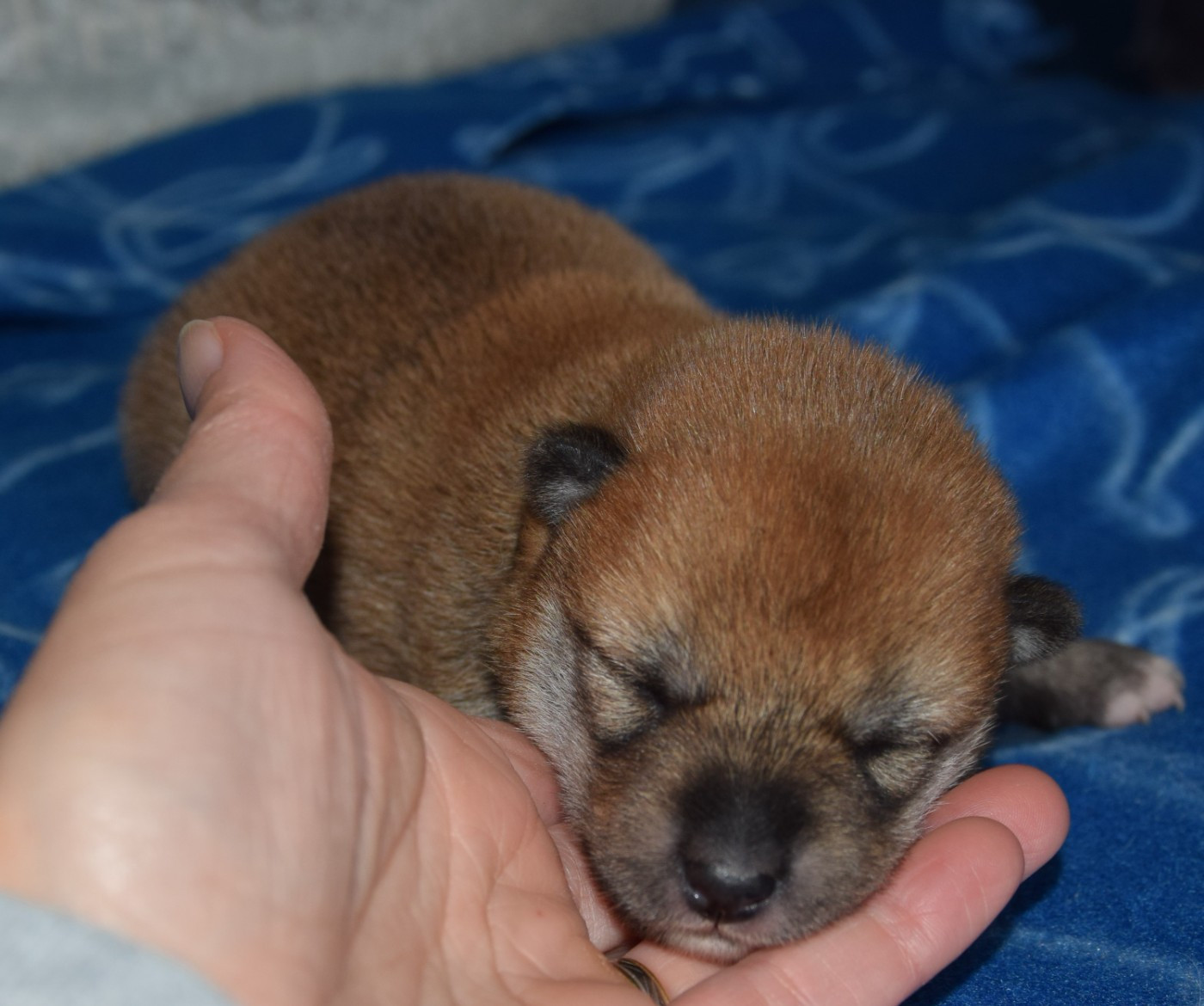 Sophie De Brito - Chiots disponibles - Shiba