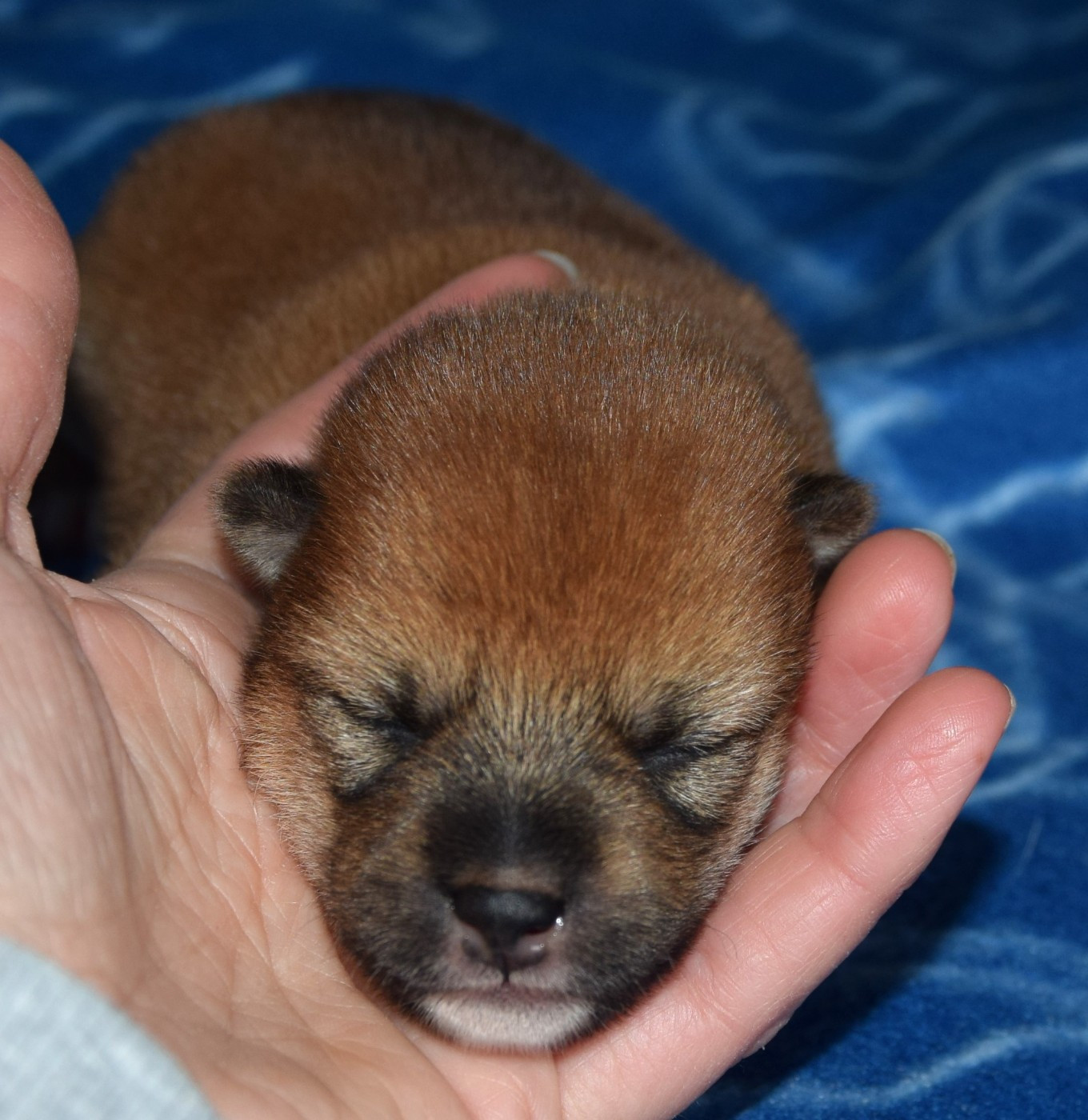 Sophie De Brito - Chiots disponibles - Shiba