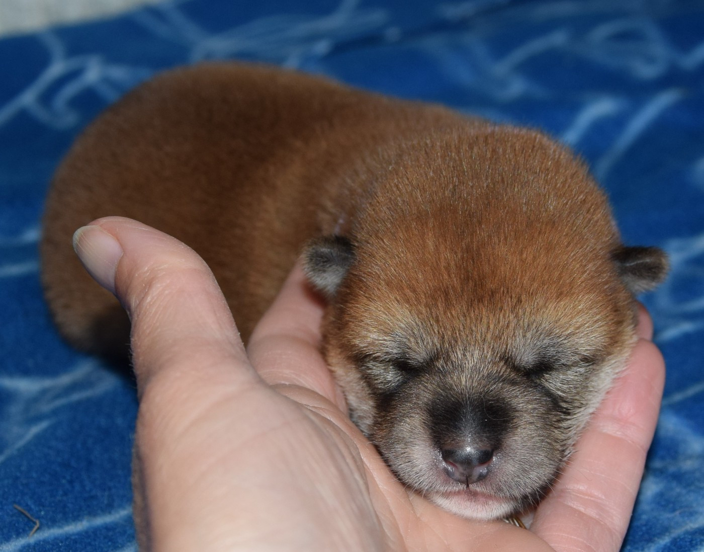 Sophie De Brito - Chiots disponibles - Shiba