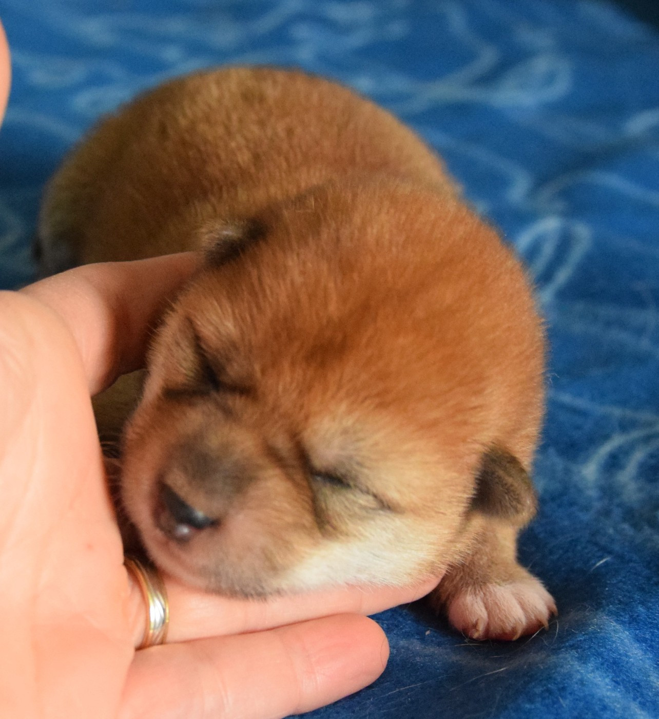 Sophie De Brito - Chiots disponibles - Shiba