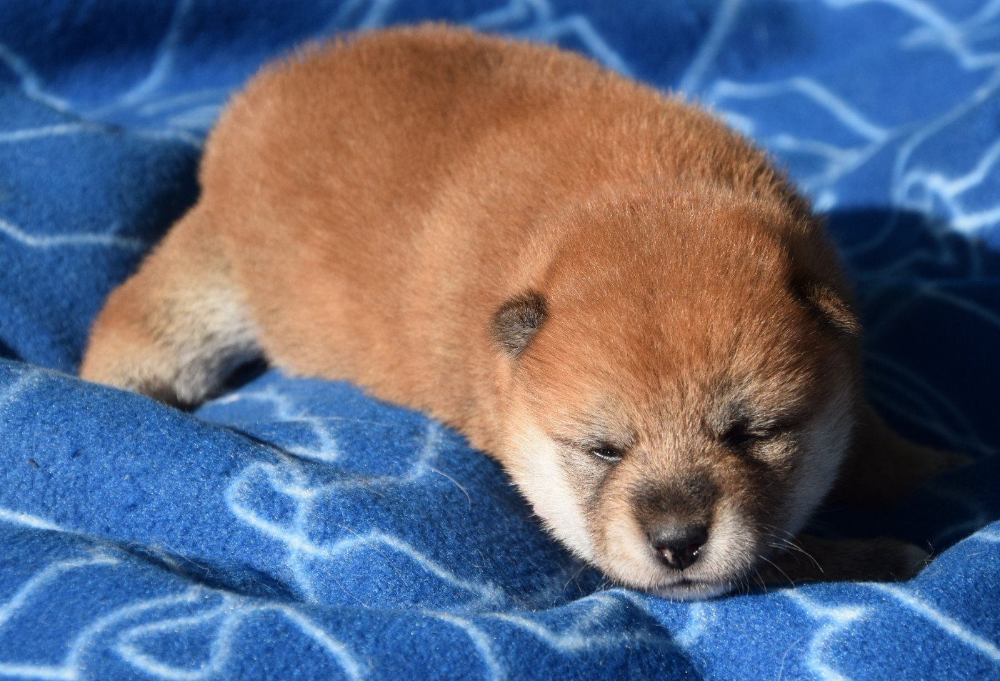Sophie De Brito - Chiots disponibles - Shiba