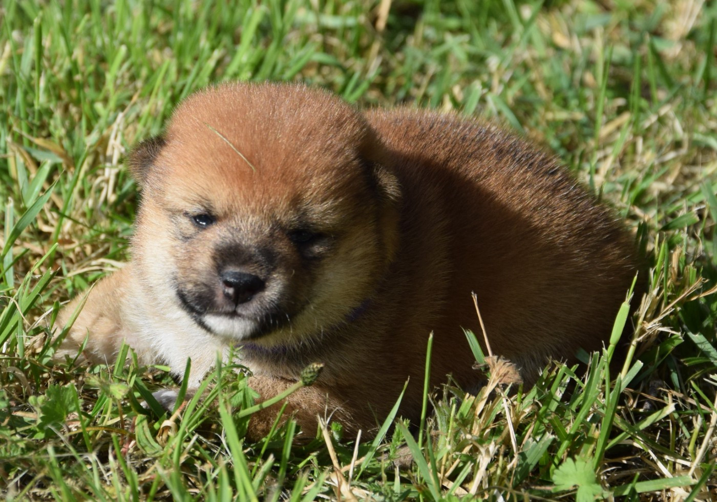 Sophie De Brito - Chiots disponibles - Shiba