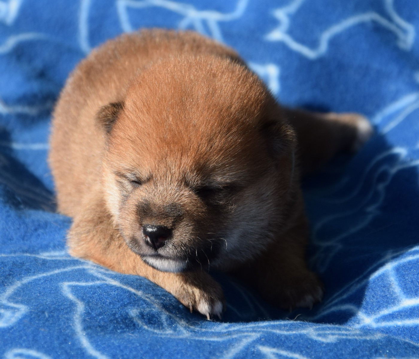Sophie De Brito - Chiots disponibles - Shiba