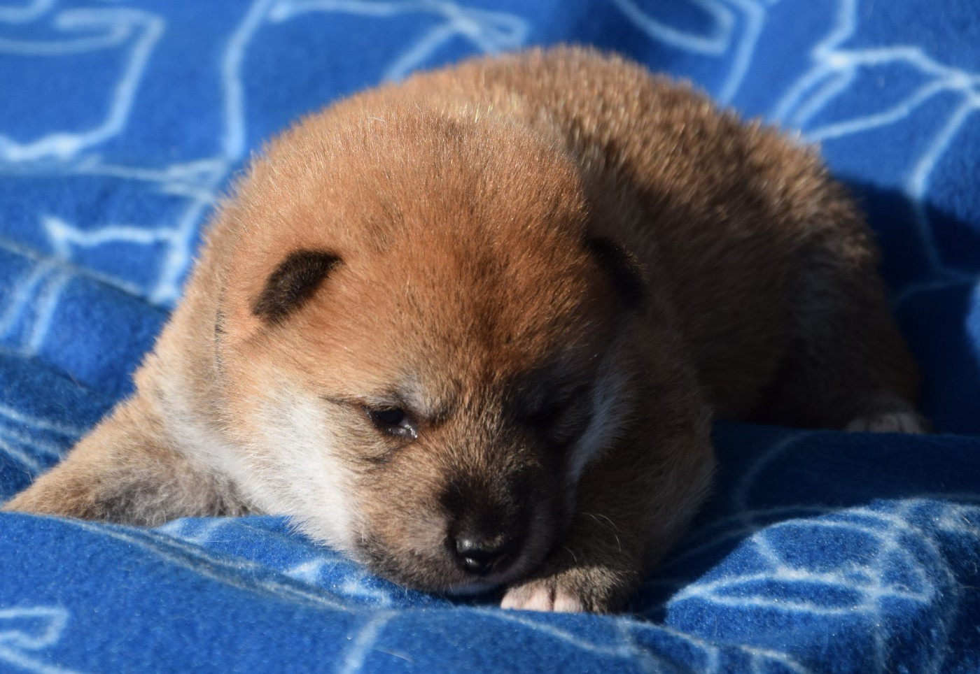 Sophie De Brito - Chiots disponibles - Shiba
