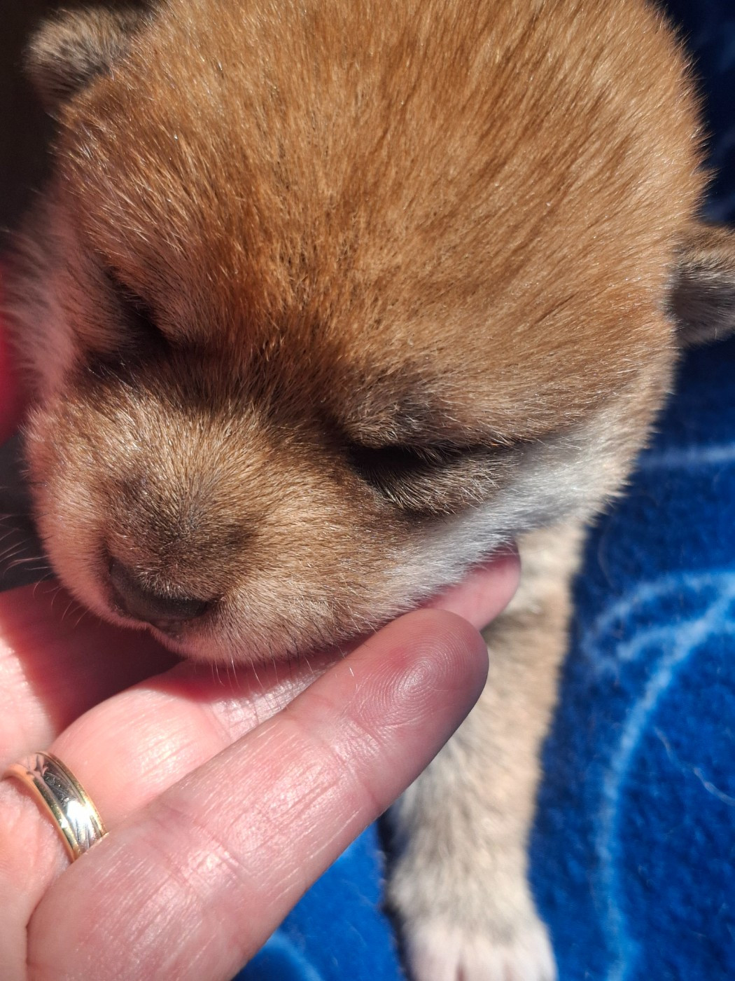 Sophie De Brito - Chiots disponibles - Shiba
