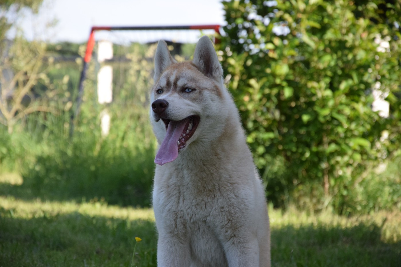 Sophie De Brito - Chiots disponibles - Siberian Husky