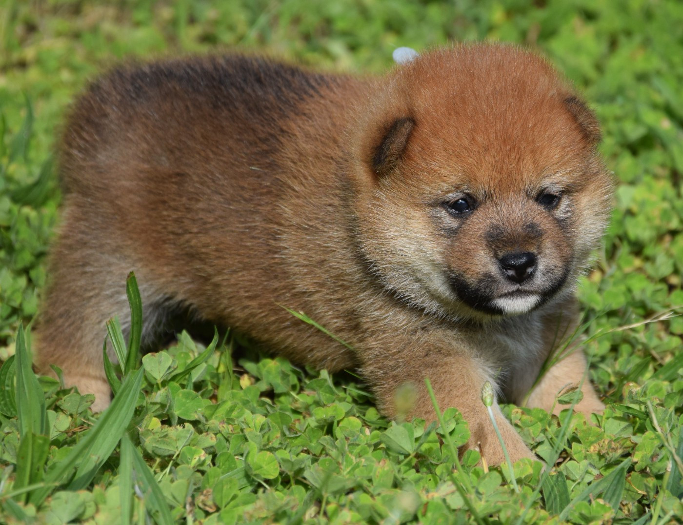 Sophie De Brito - Chiots disponibles - Shiba