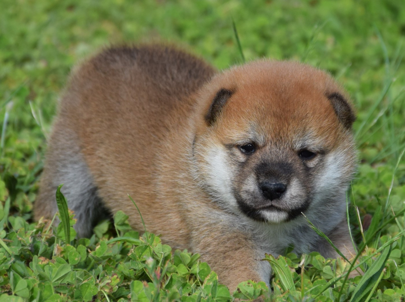 Sophie De Brito - Chiots disponibles - Shiba