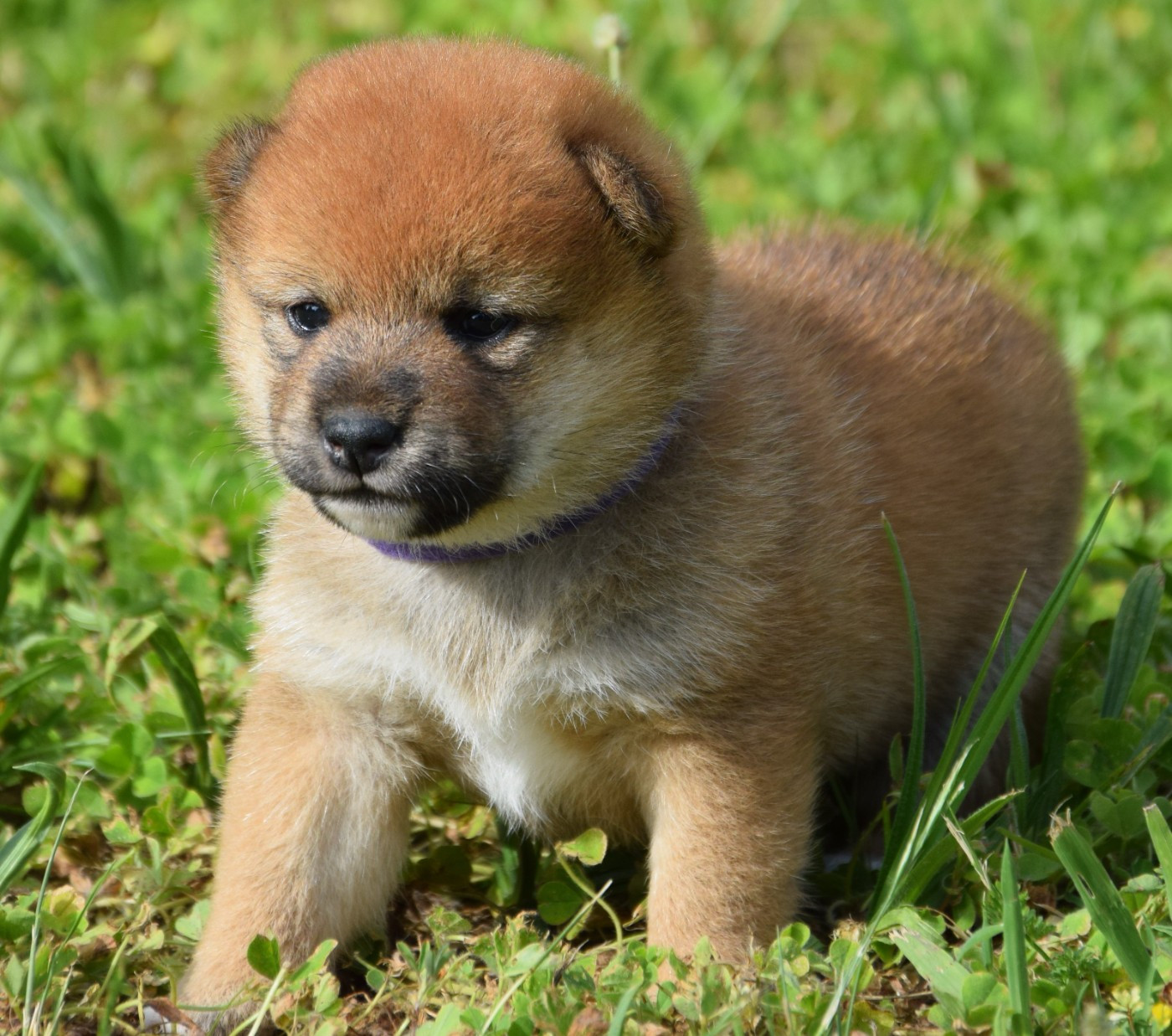 Sophie De Brito - Chiots disponibles - Shiba