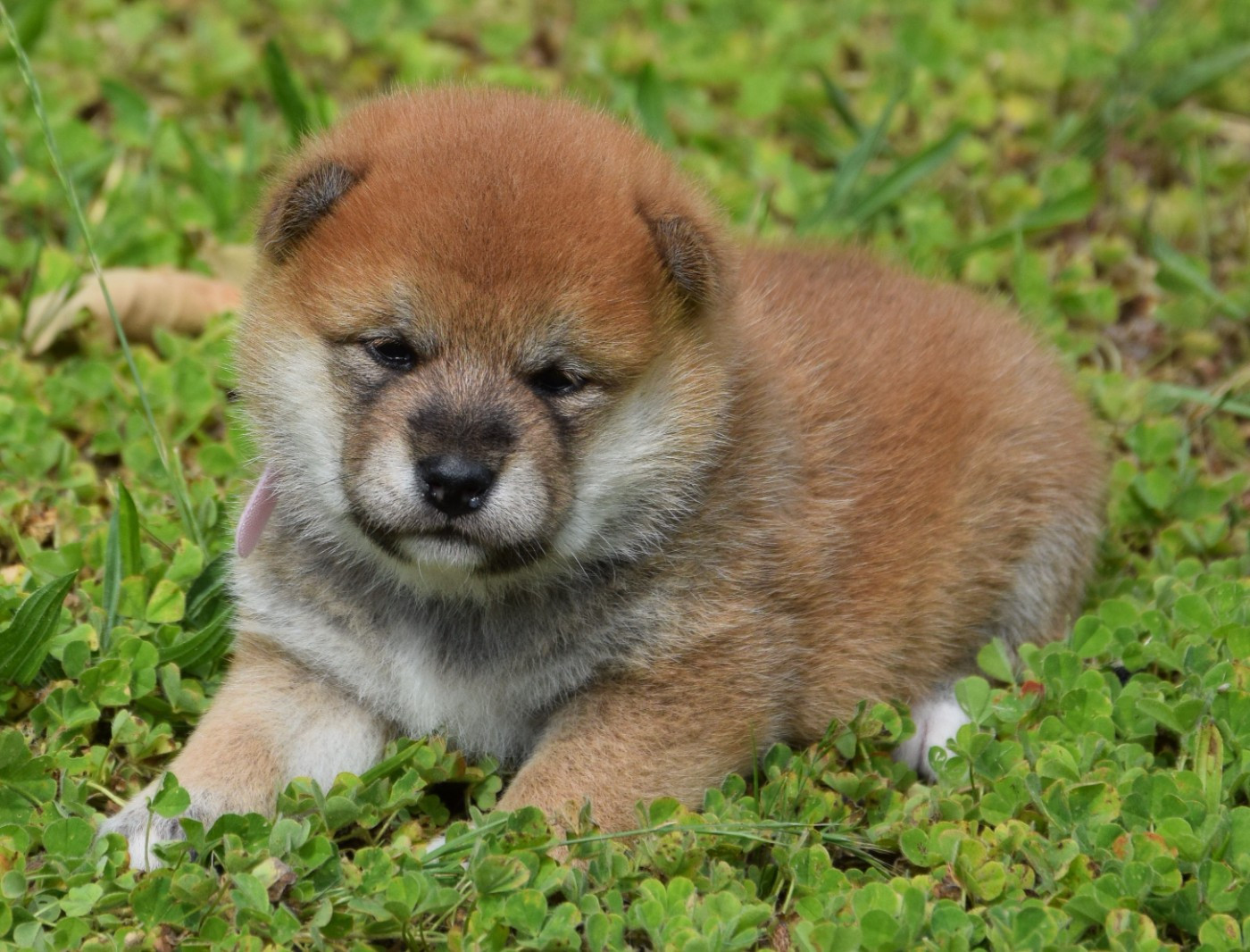 Sophie De Brito - Chiots disponibles - Shiba