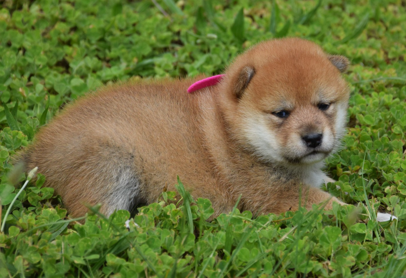 Sophie De Brito - Chiots disponibles - Shiba