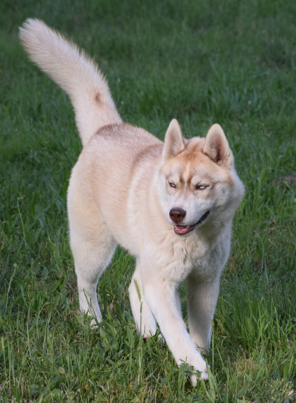 Sophie De Brito - Chiots disponibles - Siberian Husky