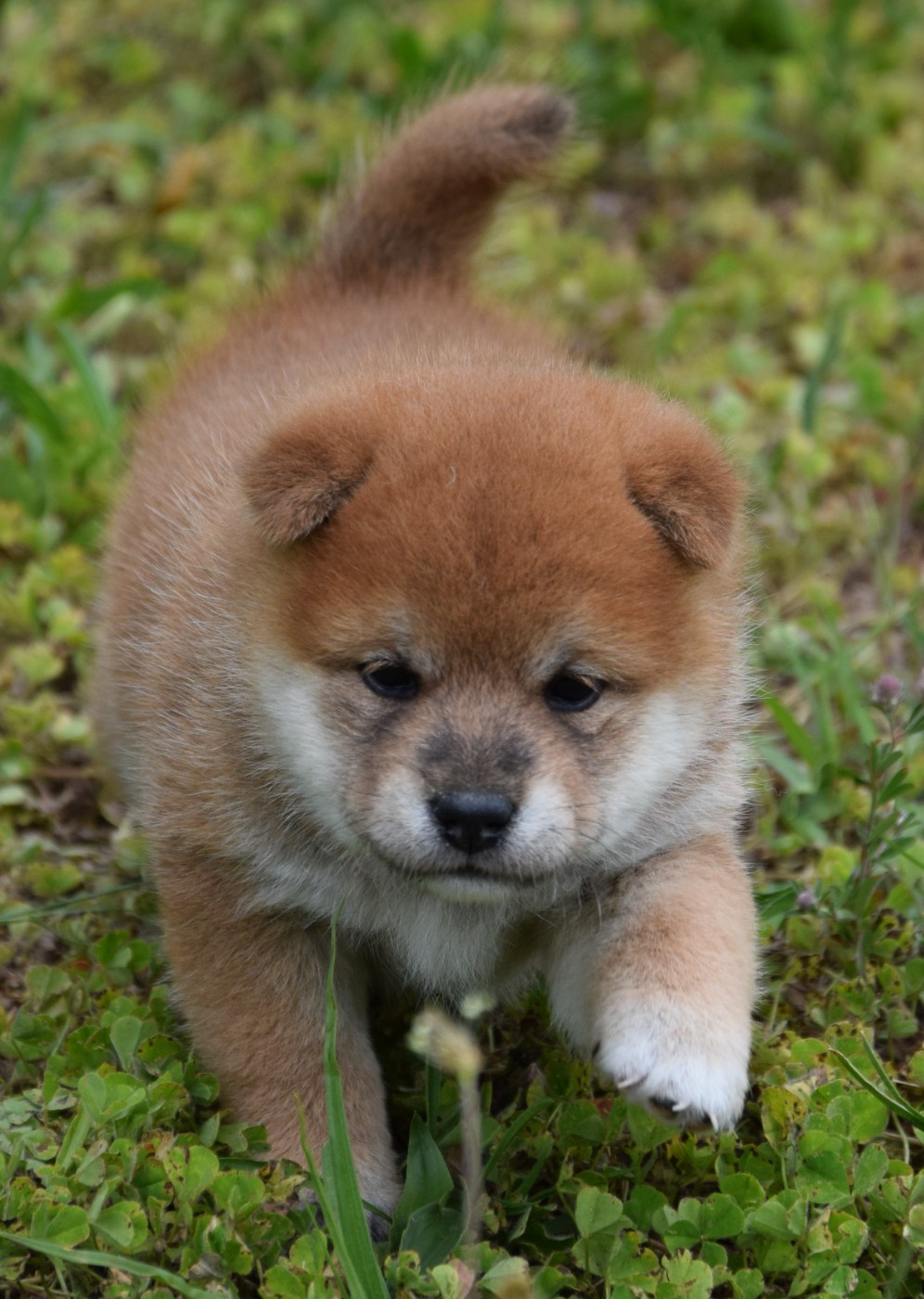 Sophie De Brito - Chiots disponibles - Shiba