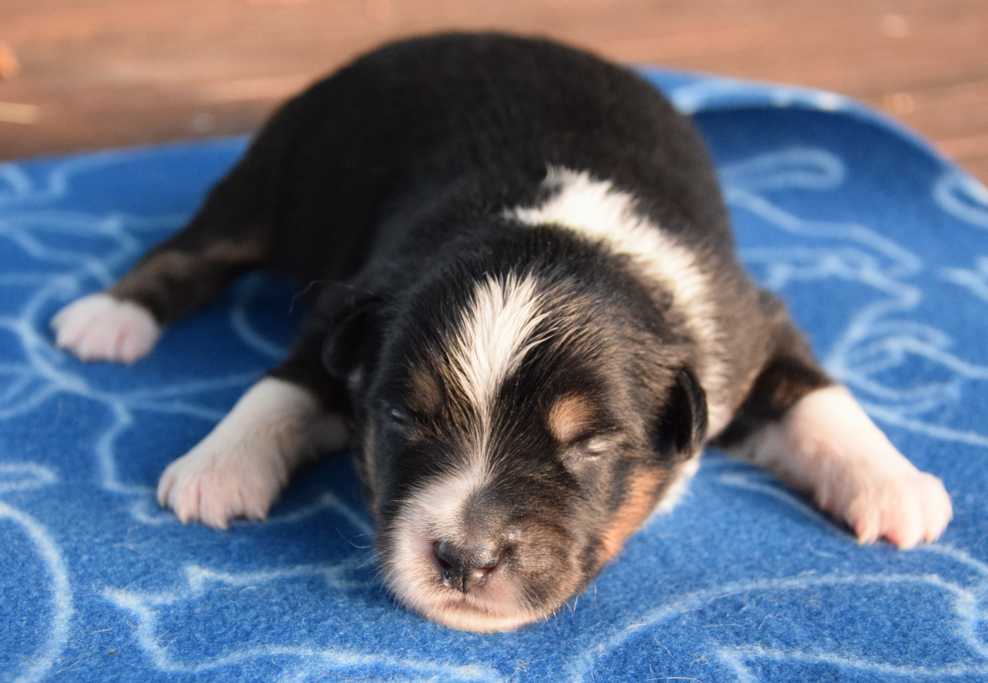 Sophie De Brito - Chiots disponibles - Berger Américain Miniature 
