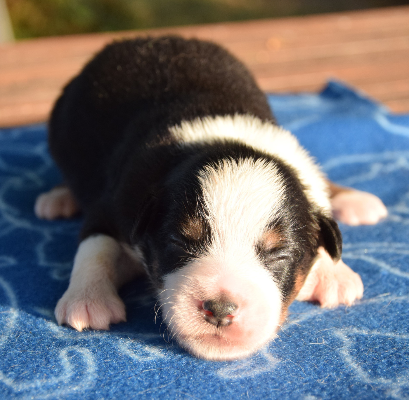 Sophie De Brito - Chiots disponibles - Berger Américain Miniature 