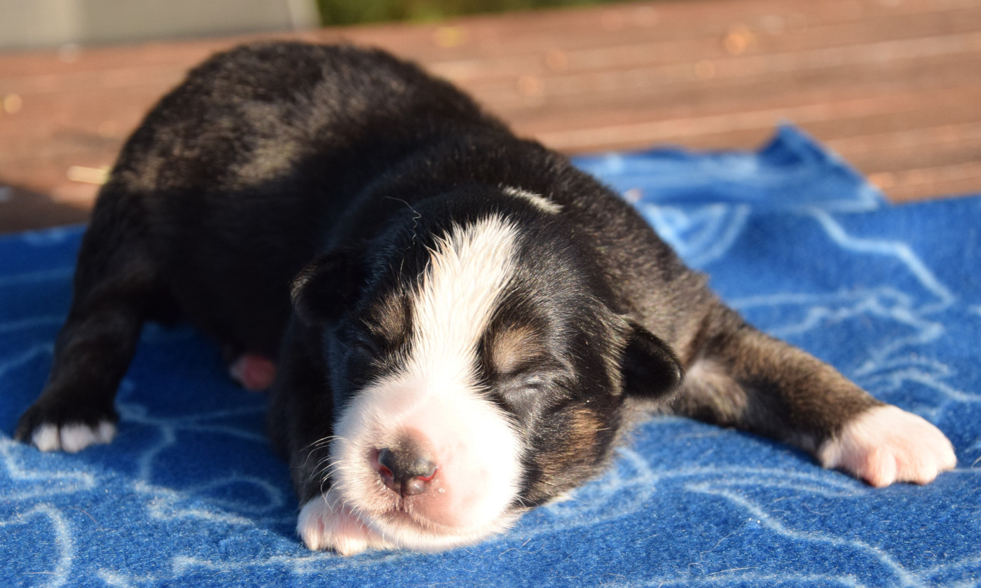 Sophie De Brito - Chiots disponibles - Berger Américain Miniature 