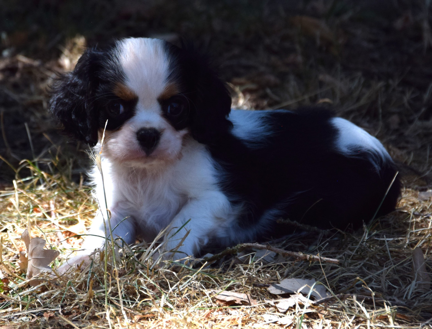 Sophie De Brito - Cavalier King Charles Spaniel - Portée née le 13/05/2026