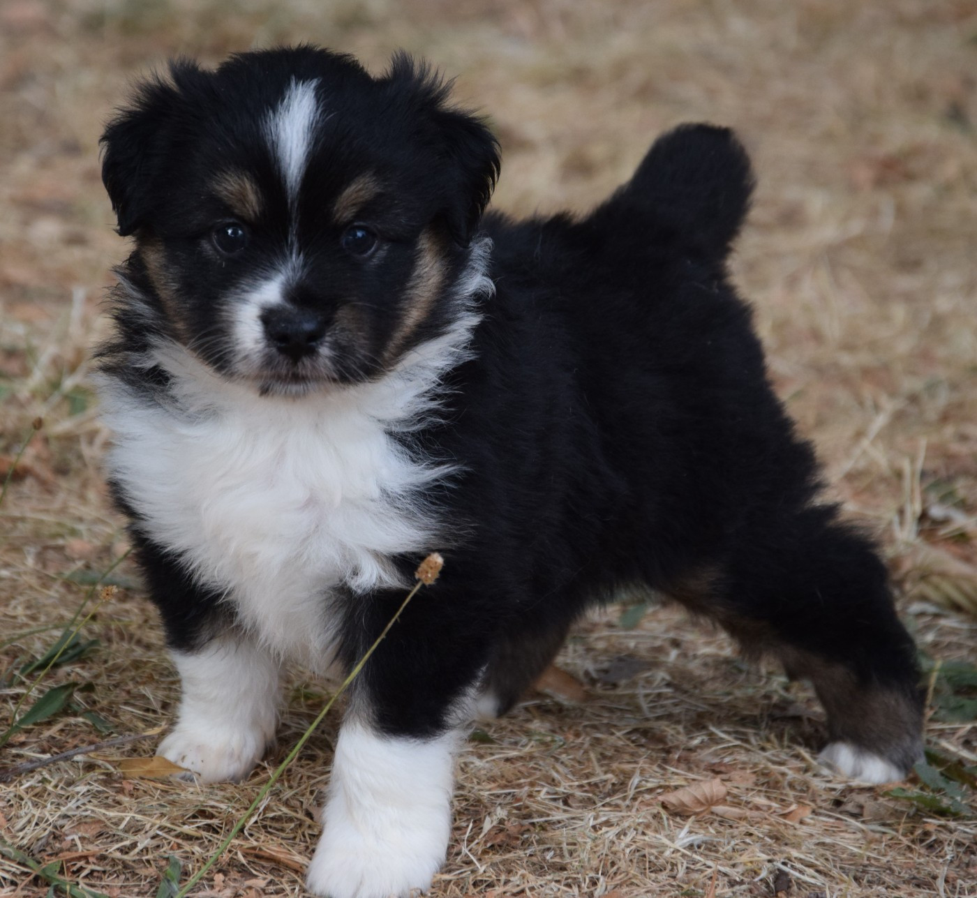 Sophie De Brito - Chiots disponibles - Berger Américain Miniature 