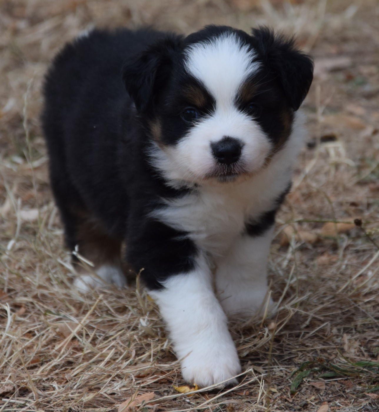 Sophie De Brito - Chiots disponibles - Berger Américain Miniature 