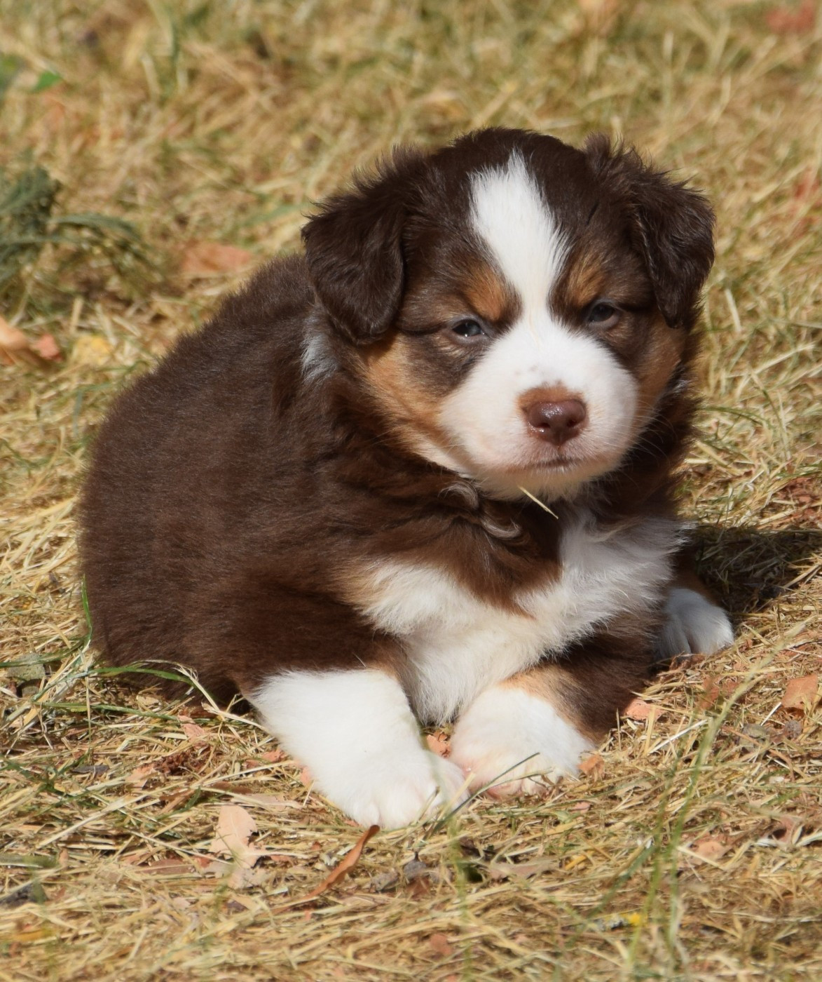 Sophie De Brito - Chiots disponibles - Berger Américain Miniature 