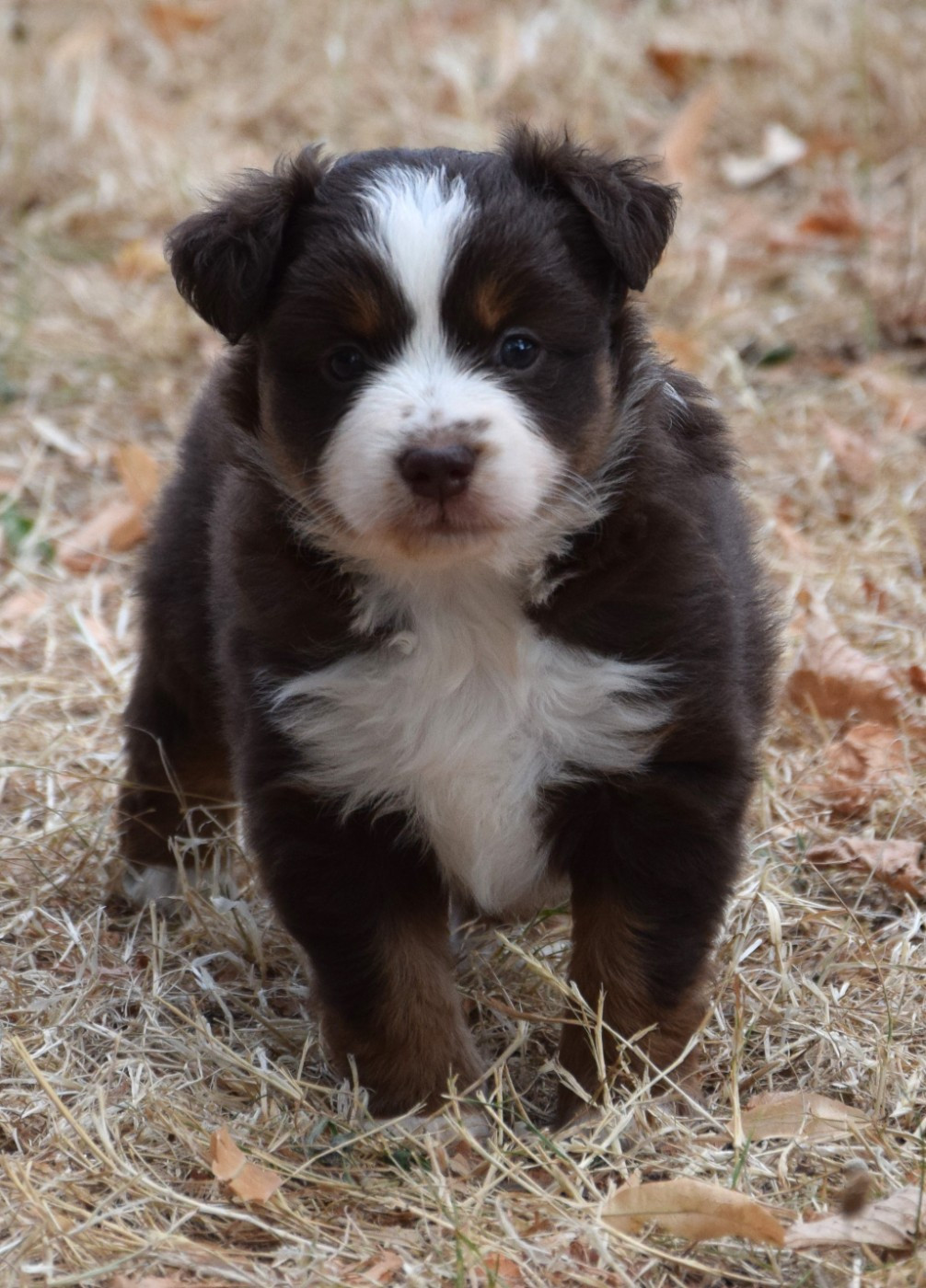 Sophie De Brito - Chiots disponibles - Berger Américain Miniature 