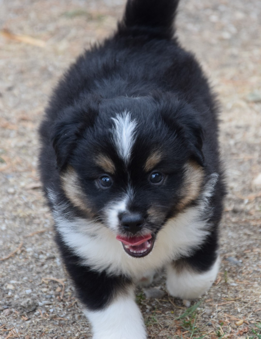 Sophie De Brito - Chiots disponibles - Berger Américain Miniature 