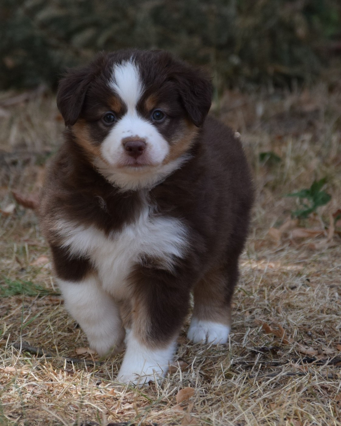 Sophie De Brito - Chiots disponibles - Berger Américain Miniature 