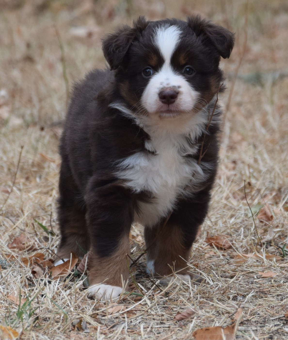 Sophie De Brito - Chiots disponibles - Berger Américain Miniature 