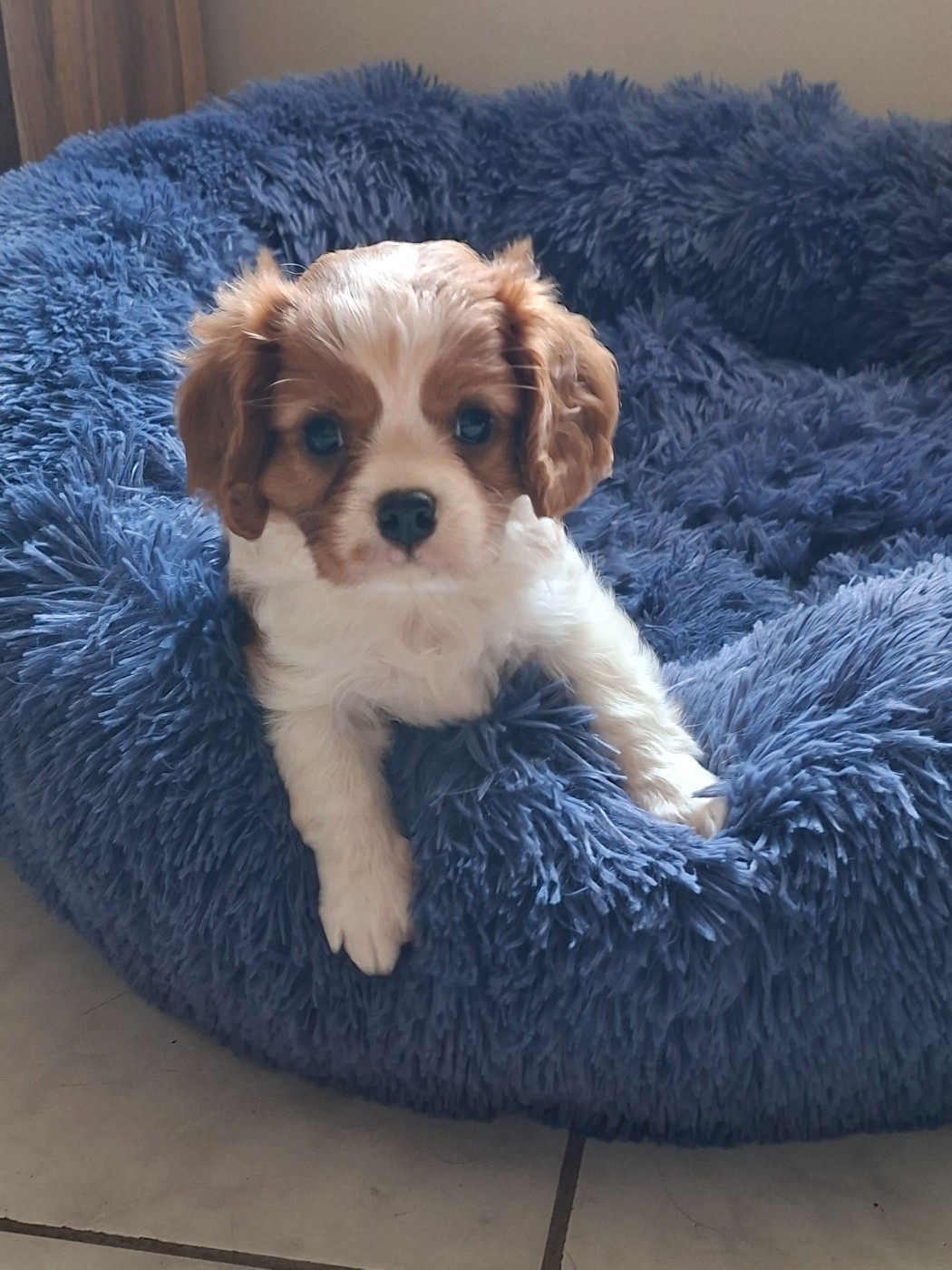 Sophie De Brito - Cavalier King Charles Spaniel - Portée née le 09/07/2026