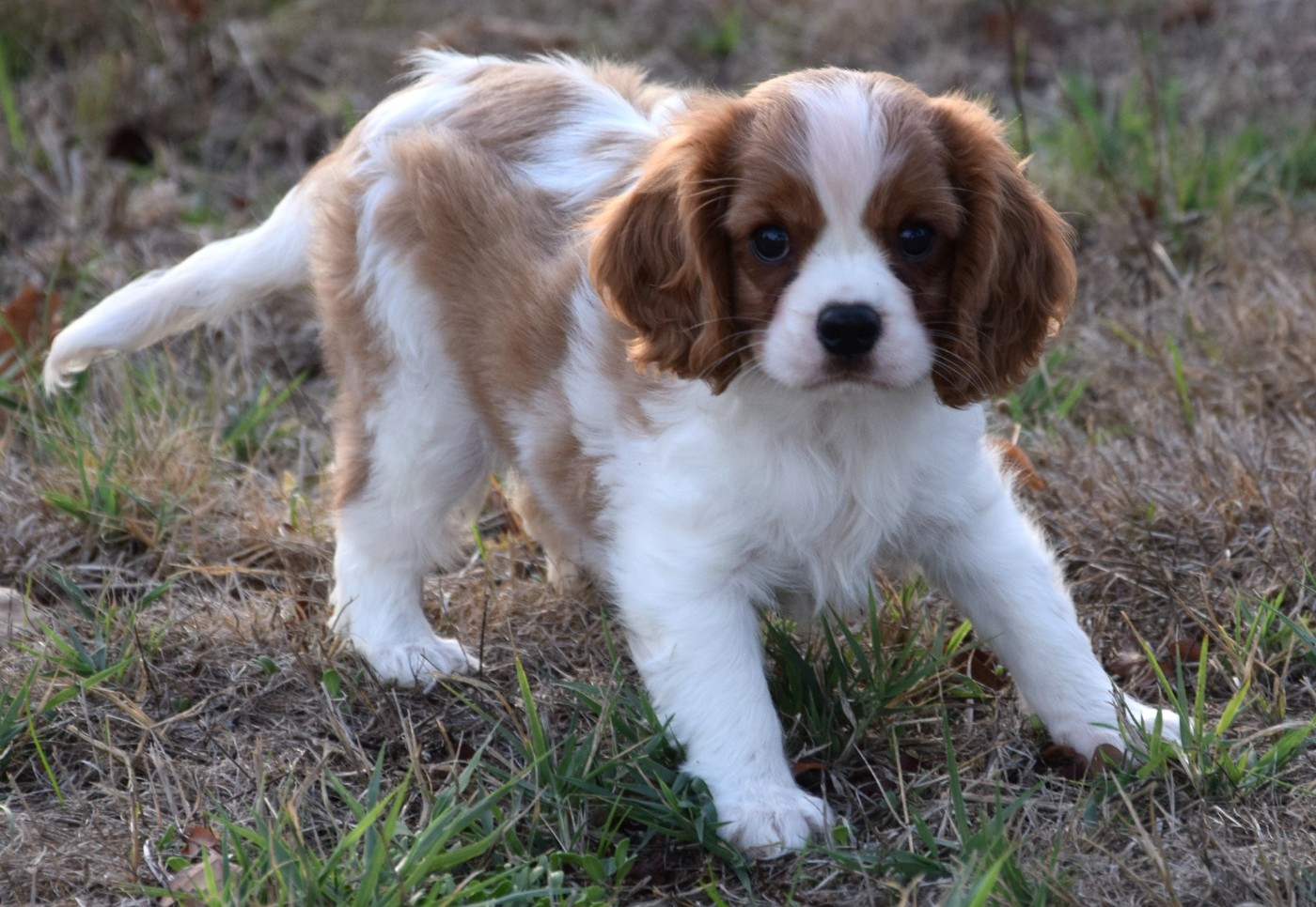 Sophie De Brito - Chiots disponibles - Cavalier King Charles Spaniel