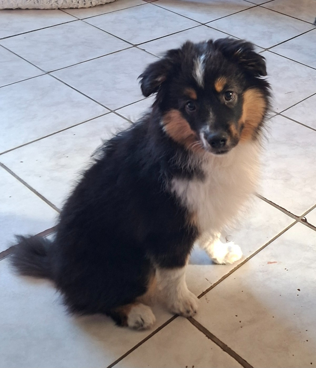 Sophie De Brito - Chiots disponibles - Berger Américain Miniature 