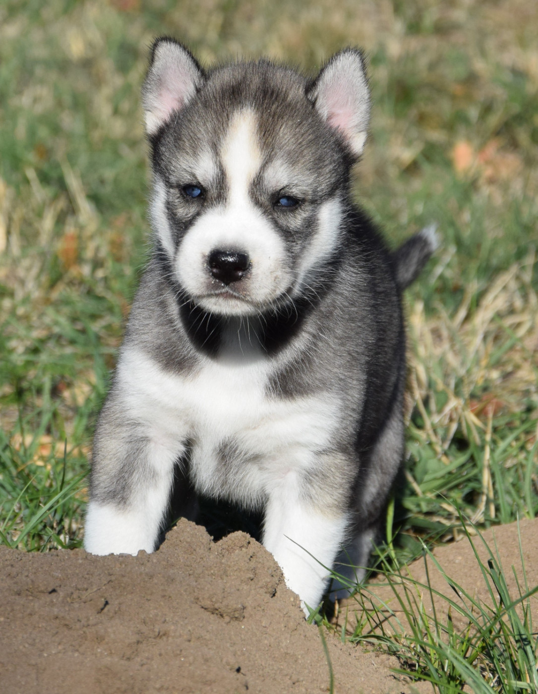 Sophie De Brito - Chiots disponibles - Siberian Husky