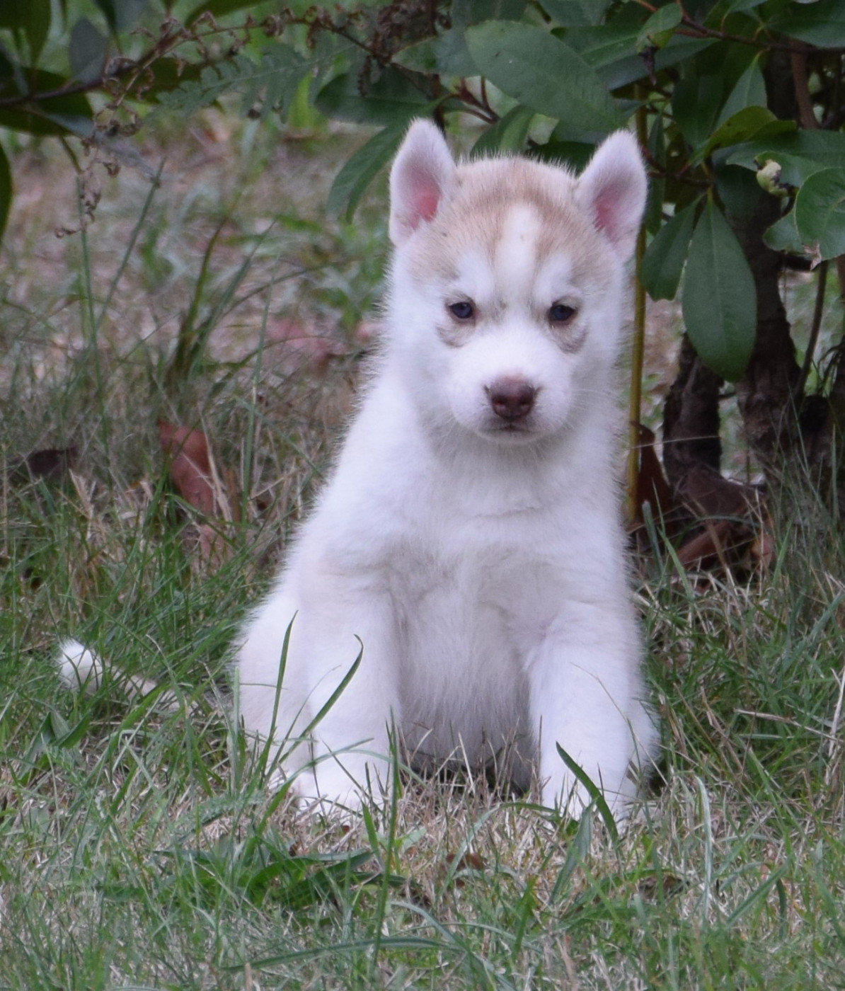 Sophie De Brito - Chiots disponibles - Siberian Husky