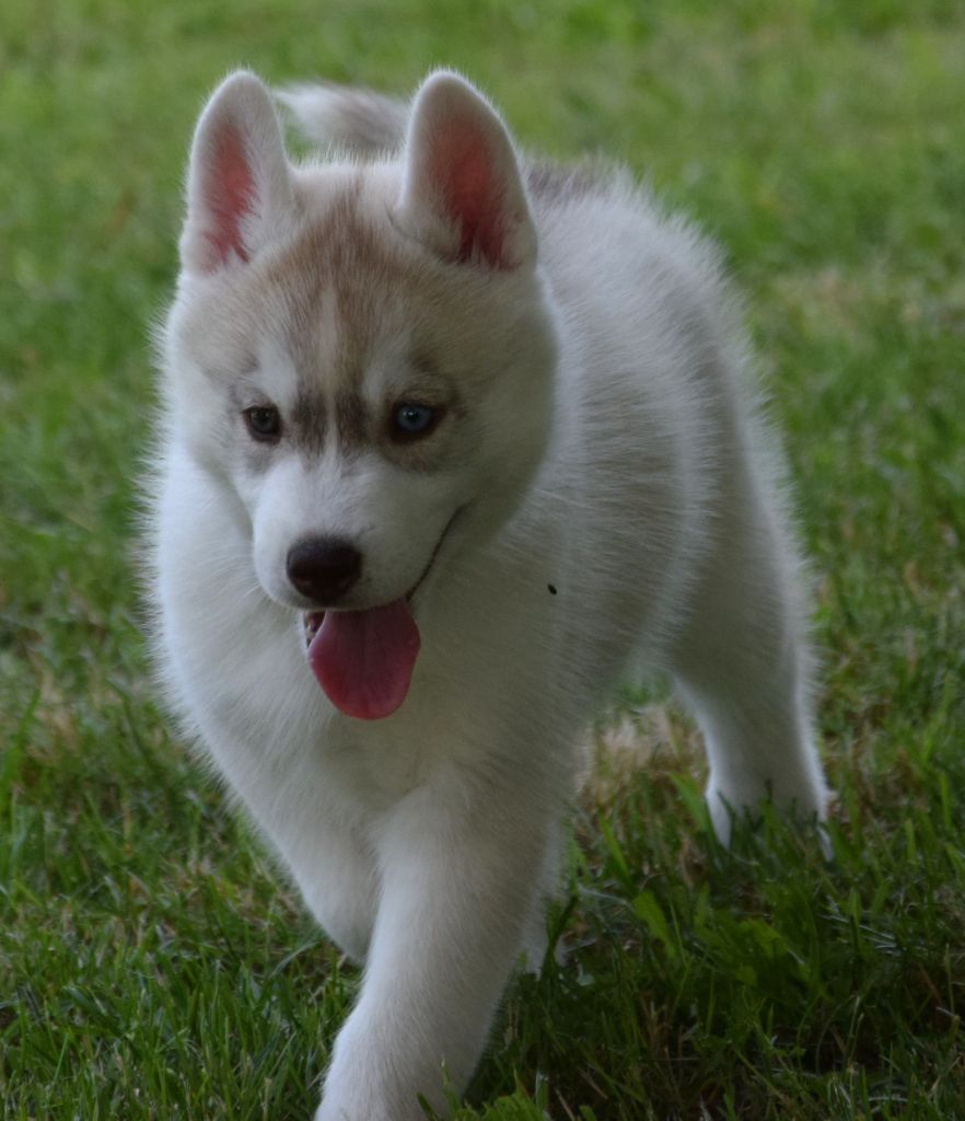 Sophie De Brito - Chiots disponibles - Siberian Husky
