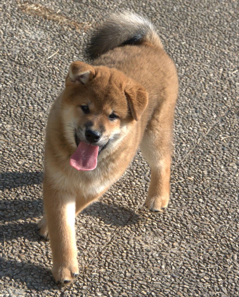 Sophie De Brito - Chiots disponibles - Shiba