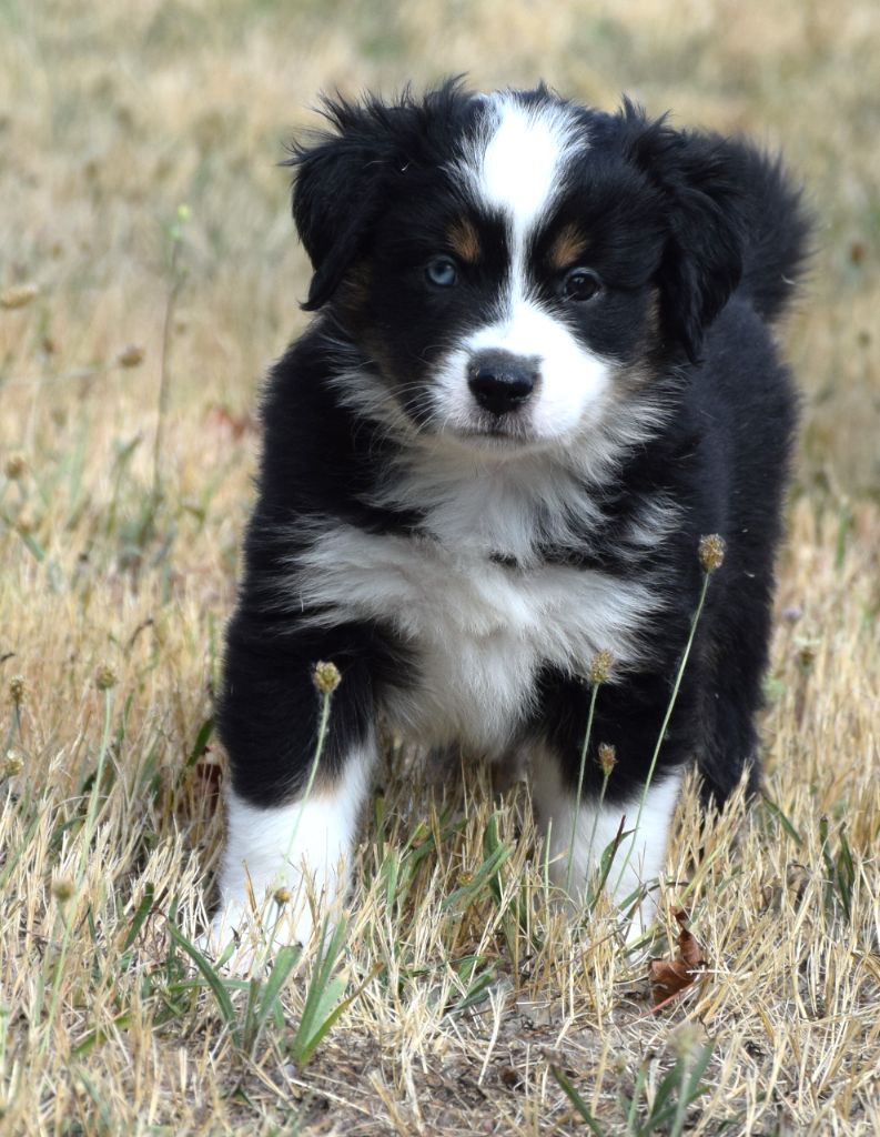 Sophie De Brito - Chiots disponibles - Berger Américain Miniature 
