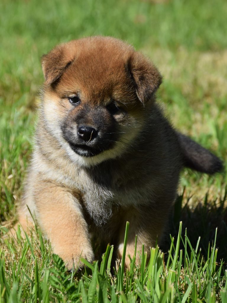 Sophie De Brito - Chiots disponibles - Shiba