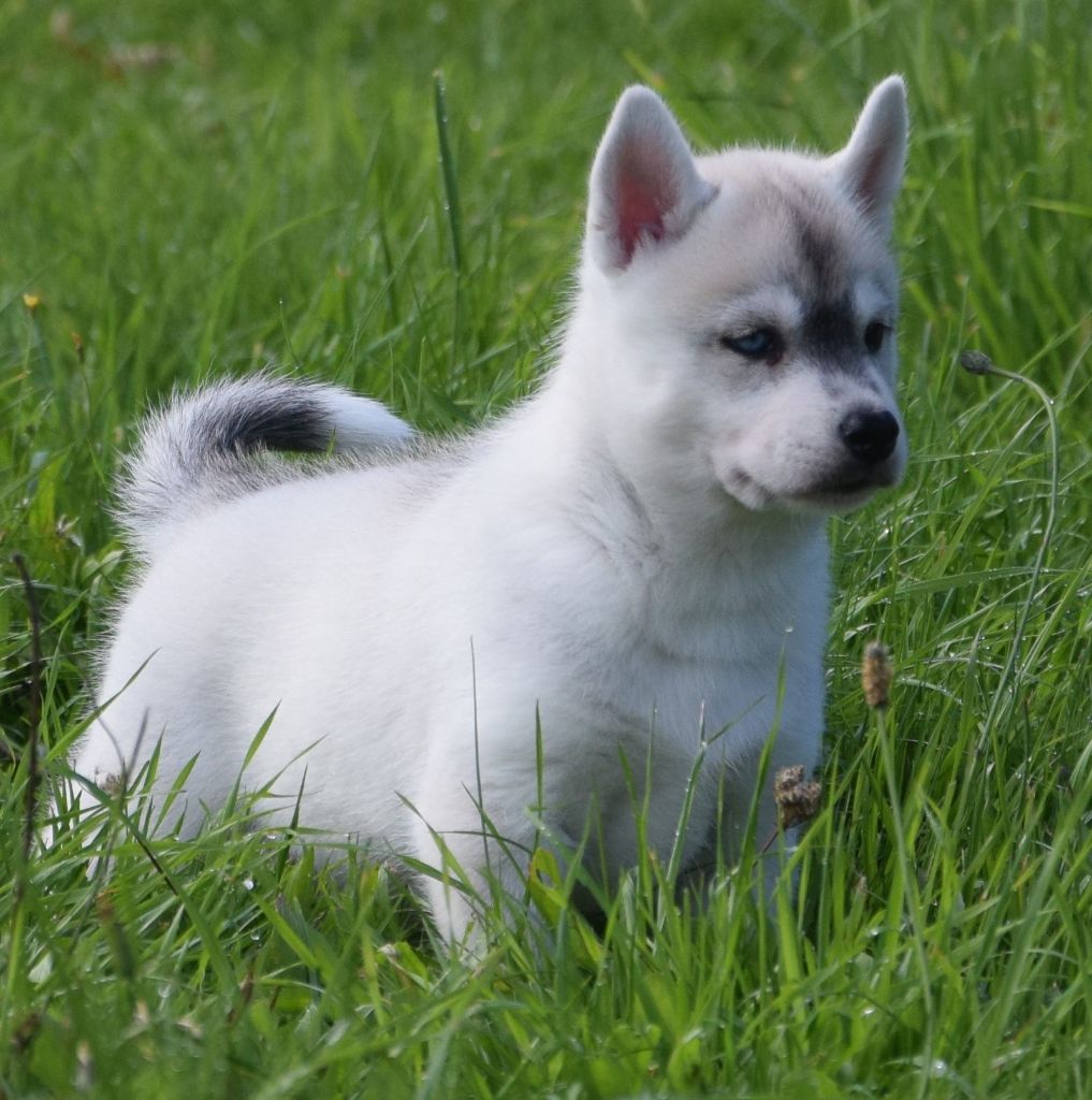 Sophie De Brito - Chiots disponibles - Siberian Husky