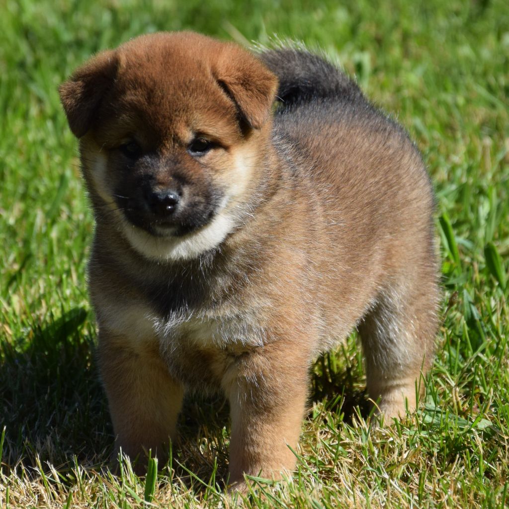 Sophie De Brito - Chiots disponibles - Shiba