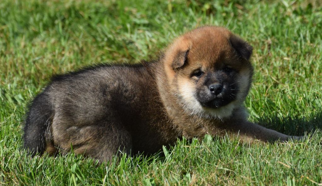 Sophie De Brito - Chiots disponibles - Shiba