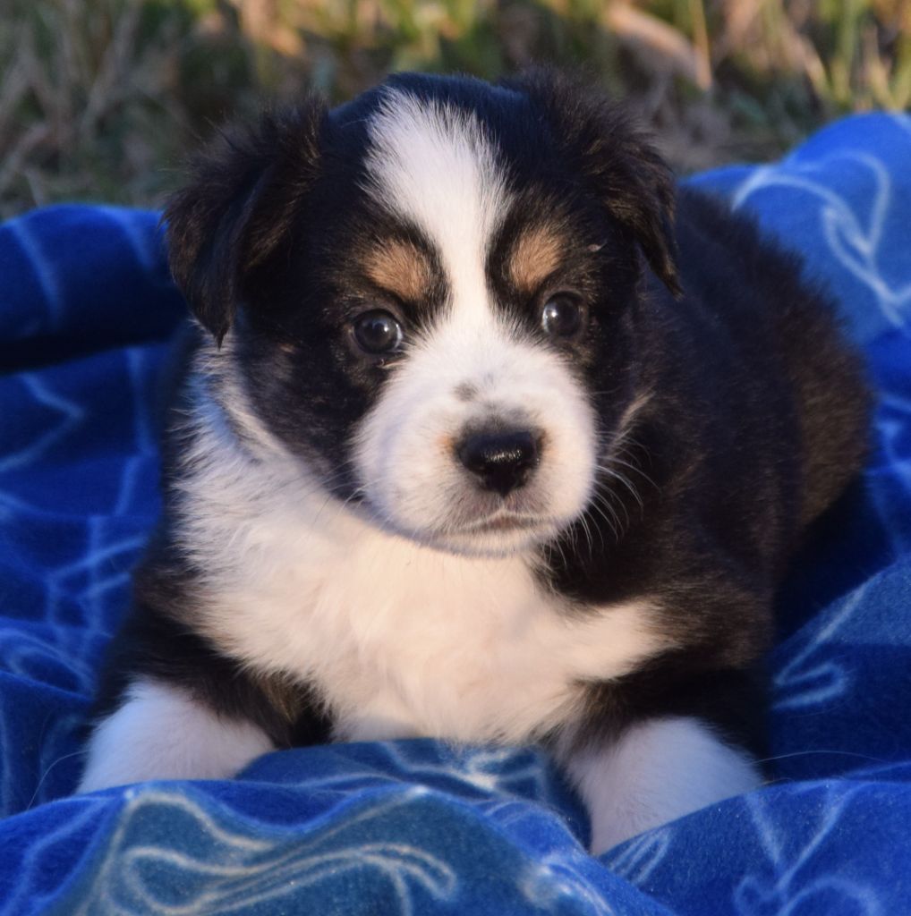 Sophie De Brito - Chiots disponibles - Berger Américain Miniature 