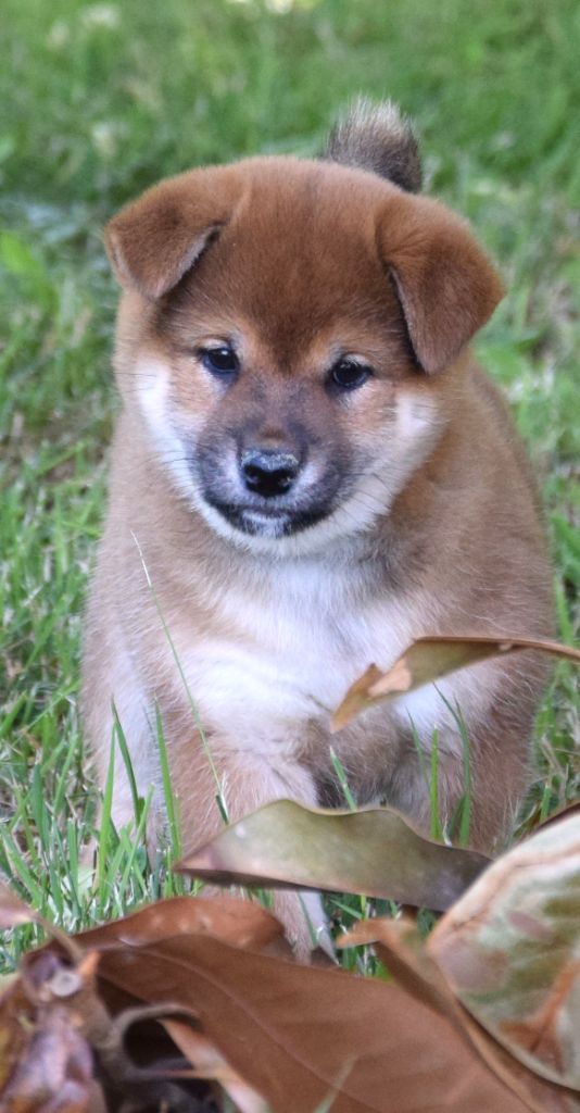 Sophie De Brito - Chiots disponibles - Shiba