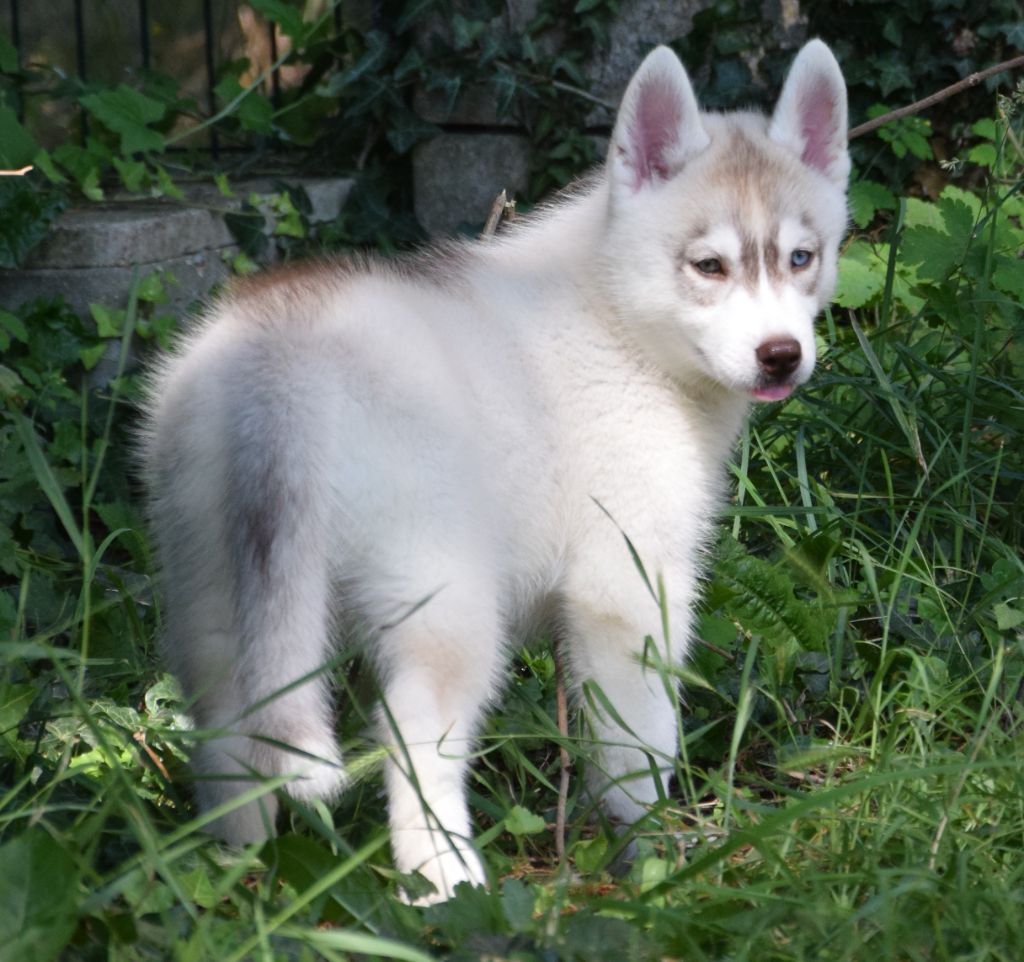 Sophie De Brito - Chiots disponibles - Siberian Husky