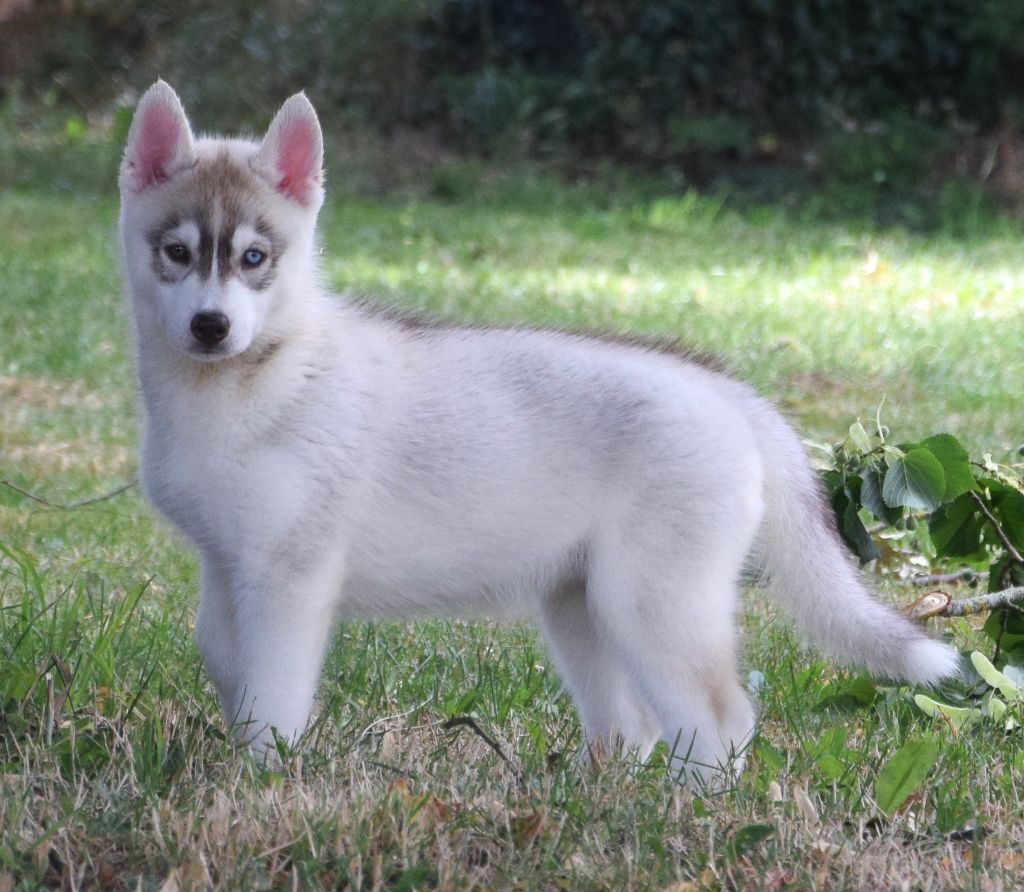 Sophie De Brito - Chiots disponibles - Siberian Husky